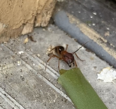 Camponotus floridanus
