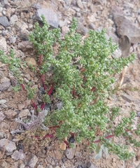 Halogeton arachnoides