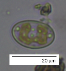 Cocconeis