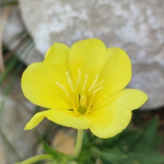 Oenothera macrocarpa