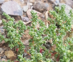 Halogeton arachnoides