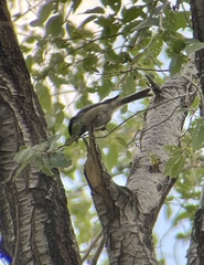 Poecile atricapillus