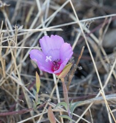 Clarkia