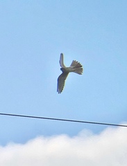 Falco sparverius