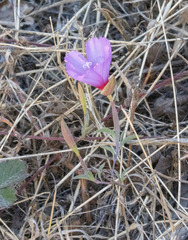 Clarkia