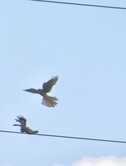 Falco sparverius