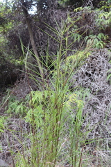 Schizachyrium condensatum
