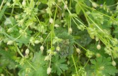 Stellaria apetala