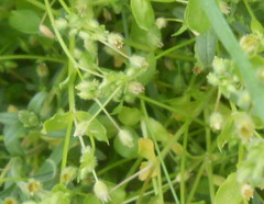 Stellaria apetala