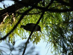 Pachyramphus aglaiae