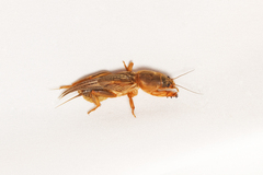 Gryllotalpa australis