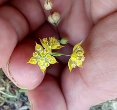 Bupleurum