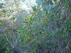 Ilex myrtifolia