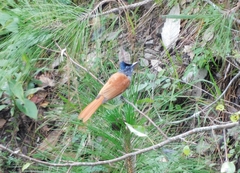 Terpsiphone paradisi