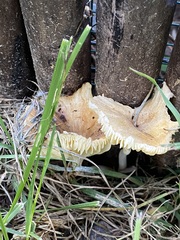 Gerronema strombodes