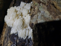 Hericium americanum