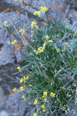 Draba standleyi