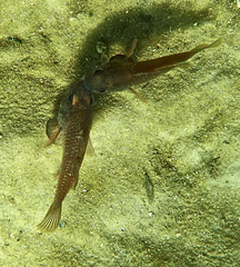 Vincentia conspersa