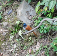 Terpsiphone paradisi