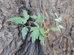 Toxicodendron radicans