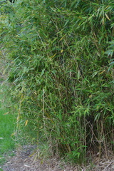 Phyllostachys aurea