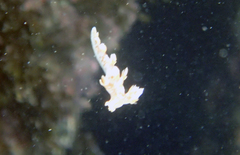 Bornella hermanni