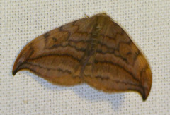 Drepana curvatula