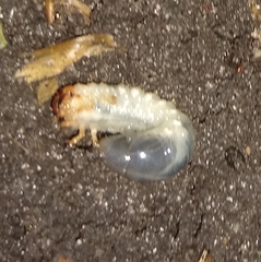 Scarabaeidae