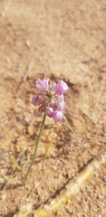 Allium mongolicum