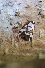 Thallarcha staurocola