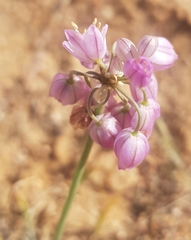 Allium mongolicum