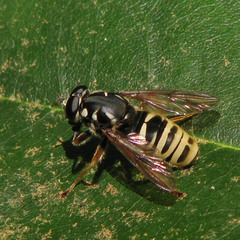 Temnostoma excentrica