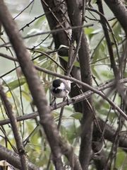 Poecile atricapillus