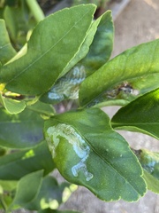 Phyllocnistis citrella