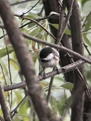 Poecile atricapillus