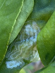 Phyllocnistis citrella