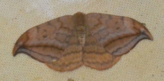 Drepana curvatula