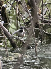 Poecile atricapillus