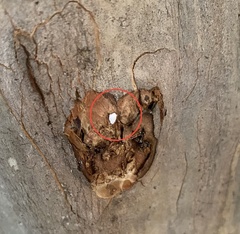 Eriococcus lagerstroemiae