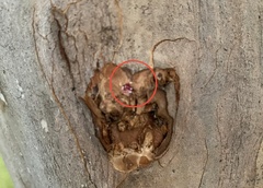 Eriococcus lagerstroemiae