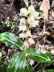 Goodyera foliosa