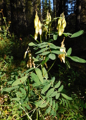 Astragalus americanus