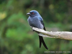 Dicrurus leucophaeus