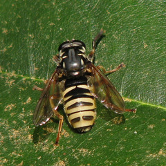 Temnostoma excentrica