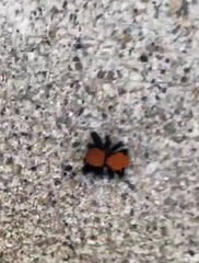 Phidippus apacheanus