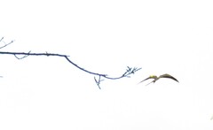 Elanoides forficatus