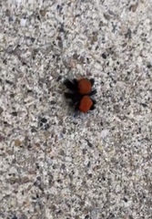 Phidippus apacheanus