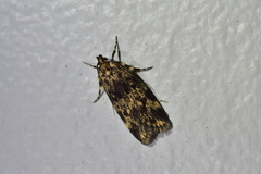 Barea codrella