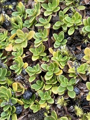 Thymus praecox britannicus