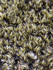 Racomitrium lanuginosum